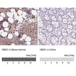 HBQ1 Antibody, Novus Biologicals:Antibodies:Primary Antibodies